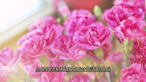 康乃馨的作用与功效与禁忌