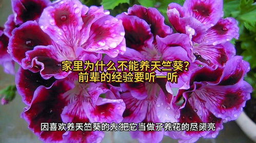 家中不能养天竺葵的原因