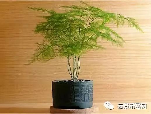 文竹的养殖方法和注意事项有哪些