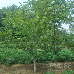 白蜡树苗多少钱一颗