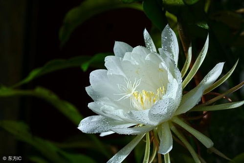 昙花的诗句