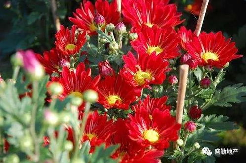广州鲜花批发今日花价