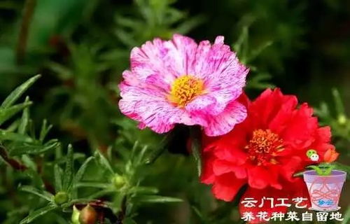 夏天开的花有哪几种花