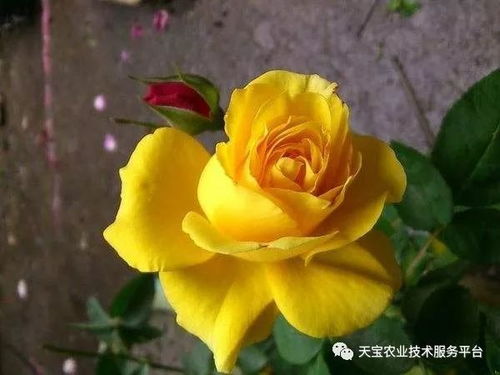 最贵的玫瑰花品种