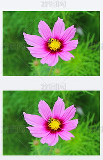 一朵花高清图片