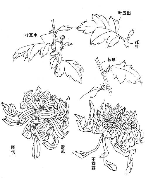 菊花图片大全简笔画