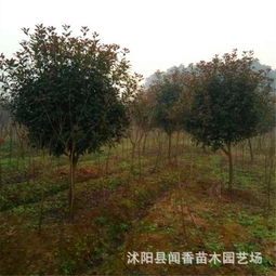 5公分红叶石楠价格