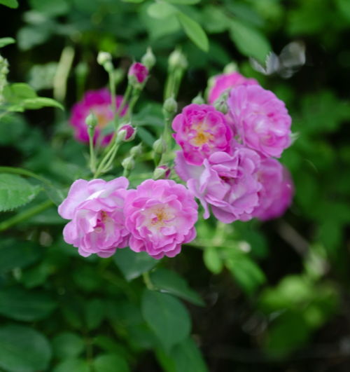 蔷薇花