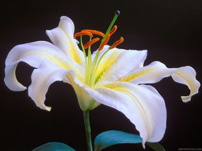 百合花的种类