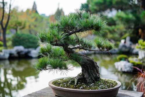 松树的种类和对应照片