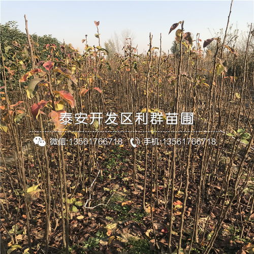 第一苗木站手机版