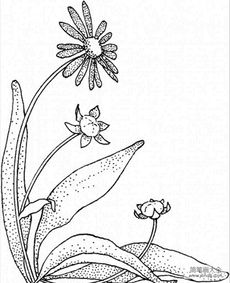 雏菊图片简笔画 雏菊图片简笔画