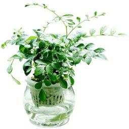 九里香植物介绍