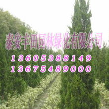 中国树苗购销网