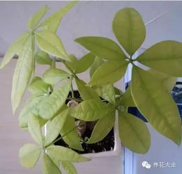 发财树叶子发黄怎么处理怎么补救