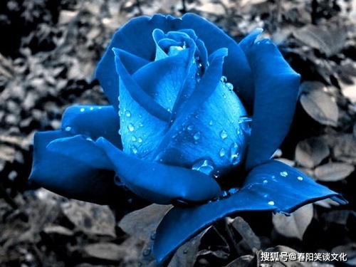 蓝色妖姬1 20朵的含义