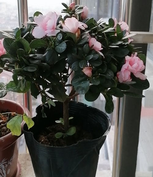 杜鹃花的养殖方法和修剪