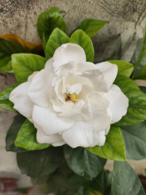 栀子花花语寓意
