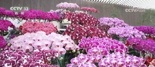100种鲜花大全