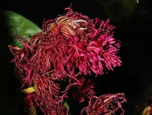 全球最漂亮罕见的花