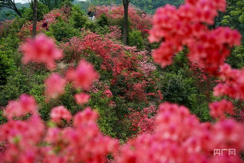 野生杜鹃花图片