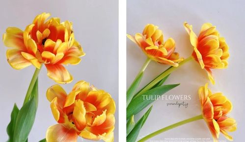 郁金香花的花语和寓意