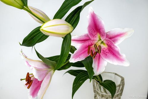 百合的花语是什么意思
