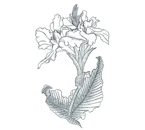 美人蕉图片简笔画