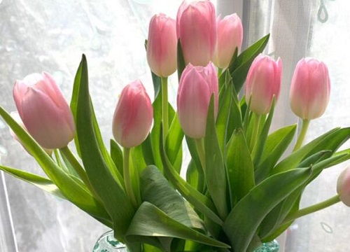郁金香花语和寓意和象征