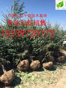 西北苗木网最新求购信息 西北苗木网最新求购信息