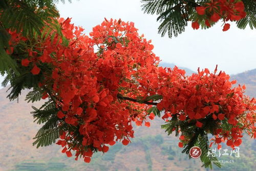 红花楹树简介