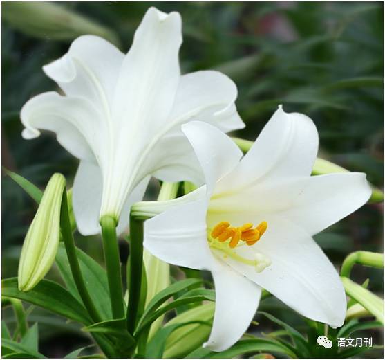 百合花语文案