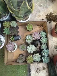 大连鲜花批发市场哪里最便宜
