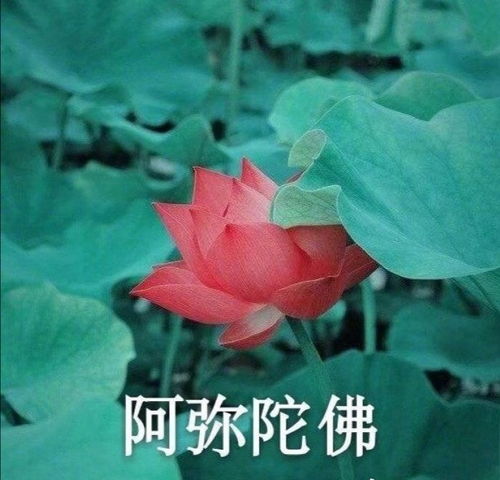 荷花图片头像微信