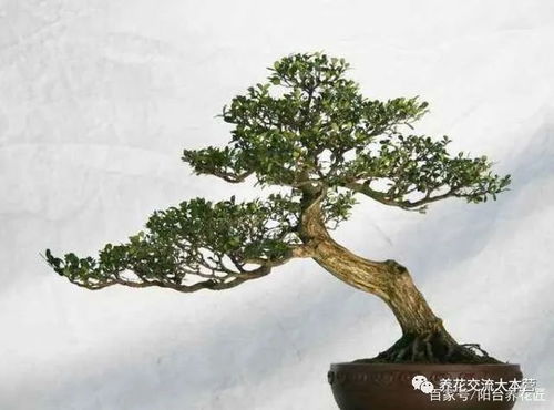 黄杨树造型