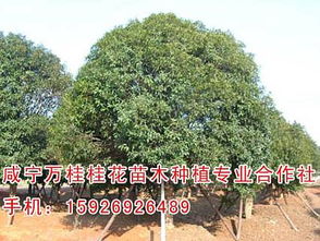 5公分桂花树最新价格