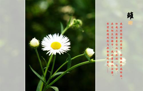 雏菊花象征什么意义