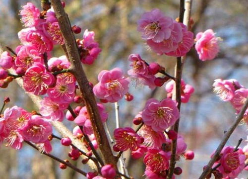 冬天开的花有哪些花