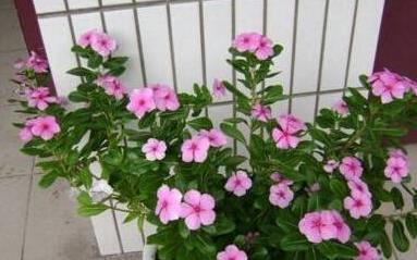 四季开花的植物