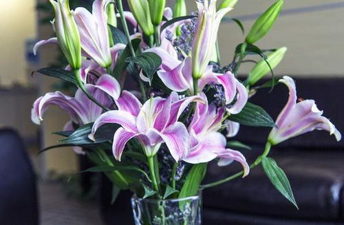 百合花怎么种植