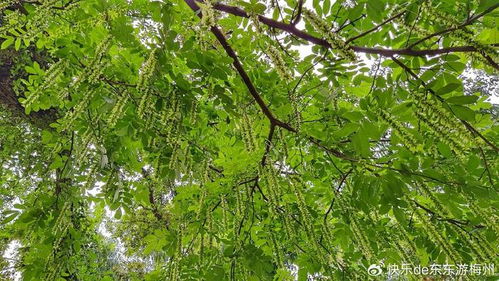 枫杨树的寓意