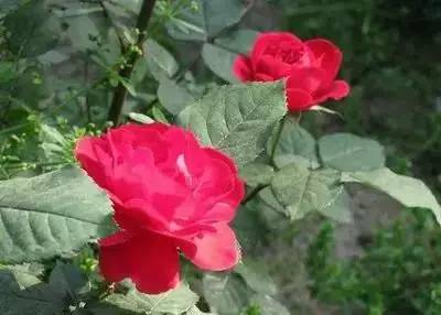 100种花的花语和图片