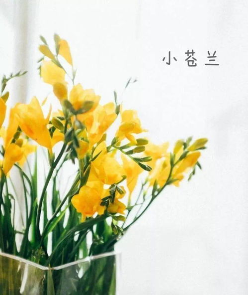 鲜花图片大全100种