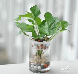 绿萝的种植方法
