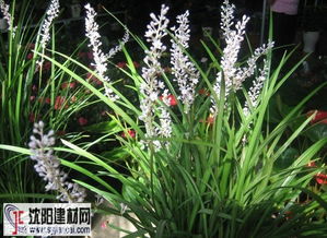 麦冬图片植物图片