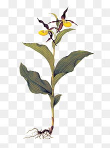 植物图片搜索