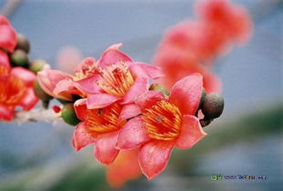 木棉花图片花语