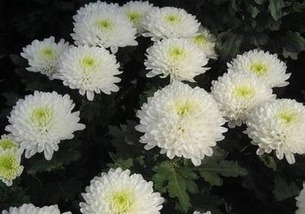 菊花的花语和象征