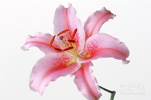 百合花语象征着什么