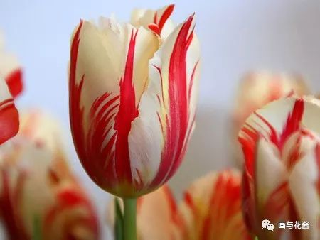 不同颜色郁金香的花语